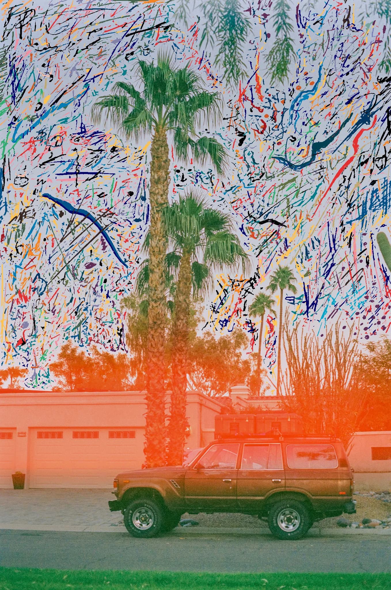 Palm Tree
